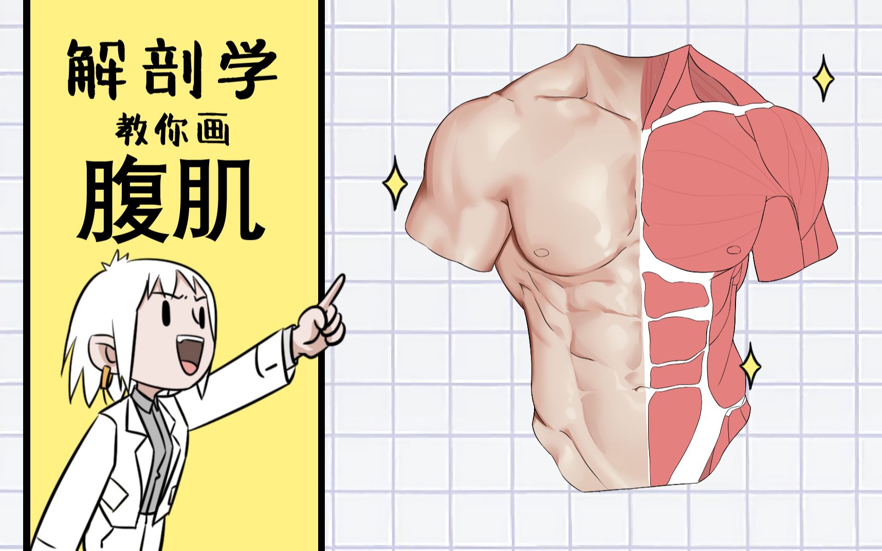 用解剖學教你畫腹肌?_嗶哩嗶哩_bilibili