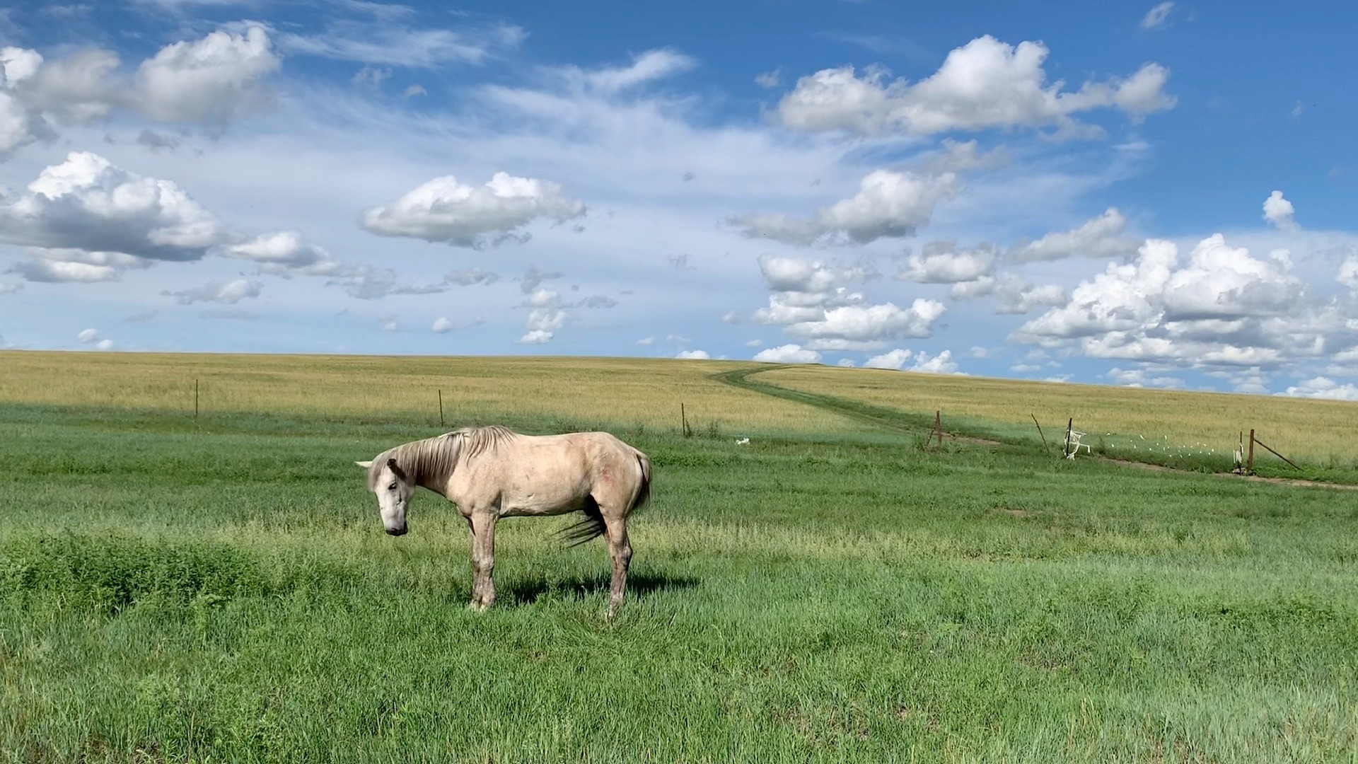 呼伦贝尔大草原马儿"点头舞"