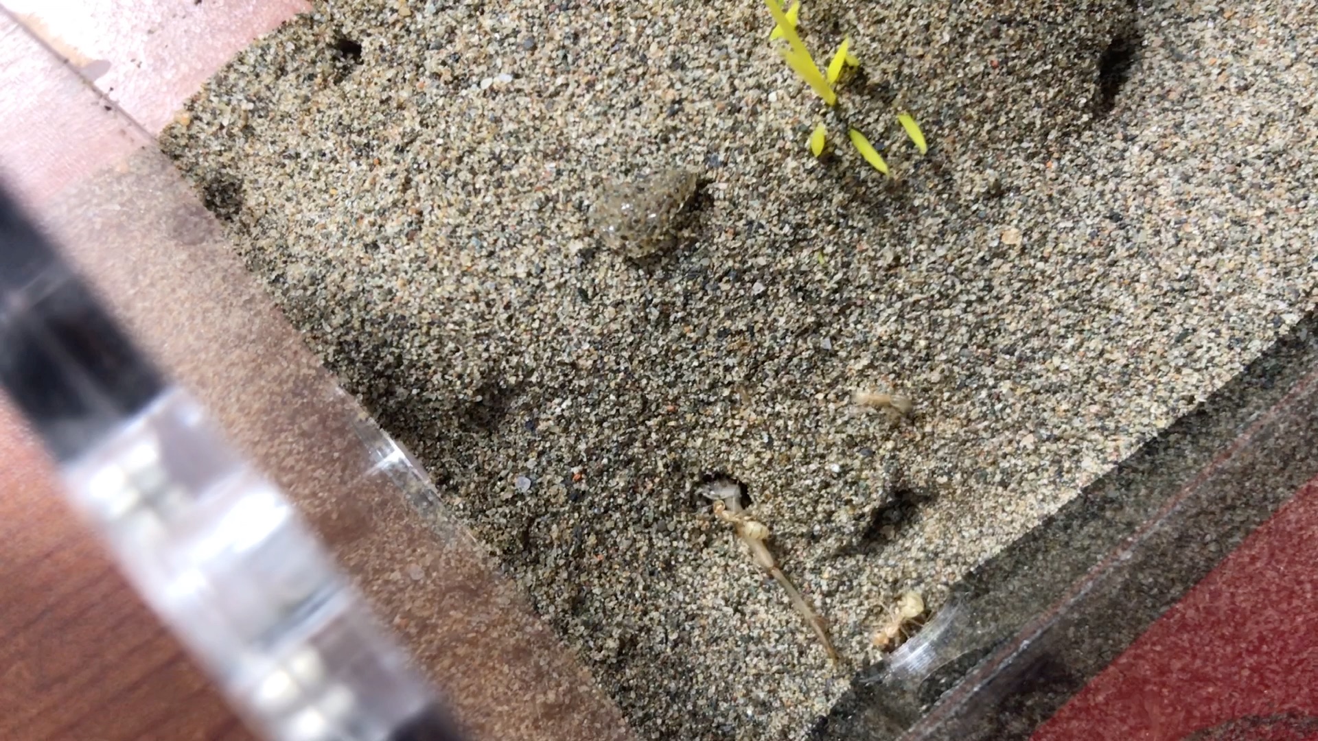 可可爱爱淡色箭蚁