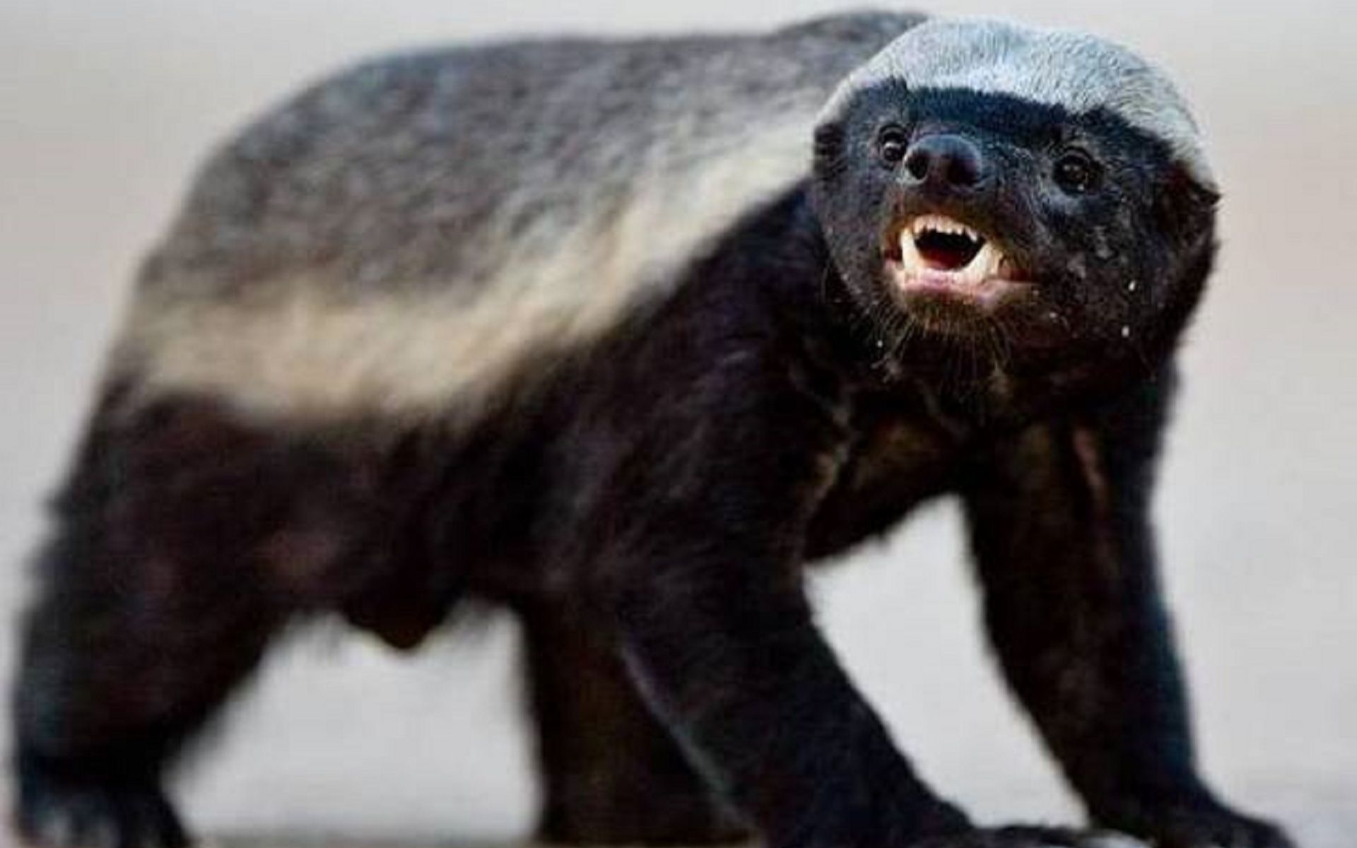 蜜獾到底有多憨?捕杀老鼠时被老鼠咬住舌头,掏蜂窝嘴都被蛰肿!