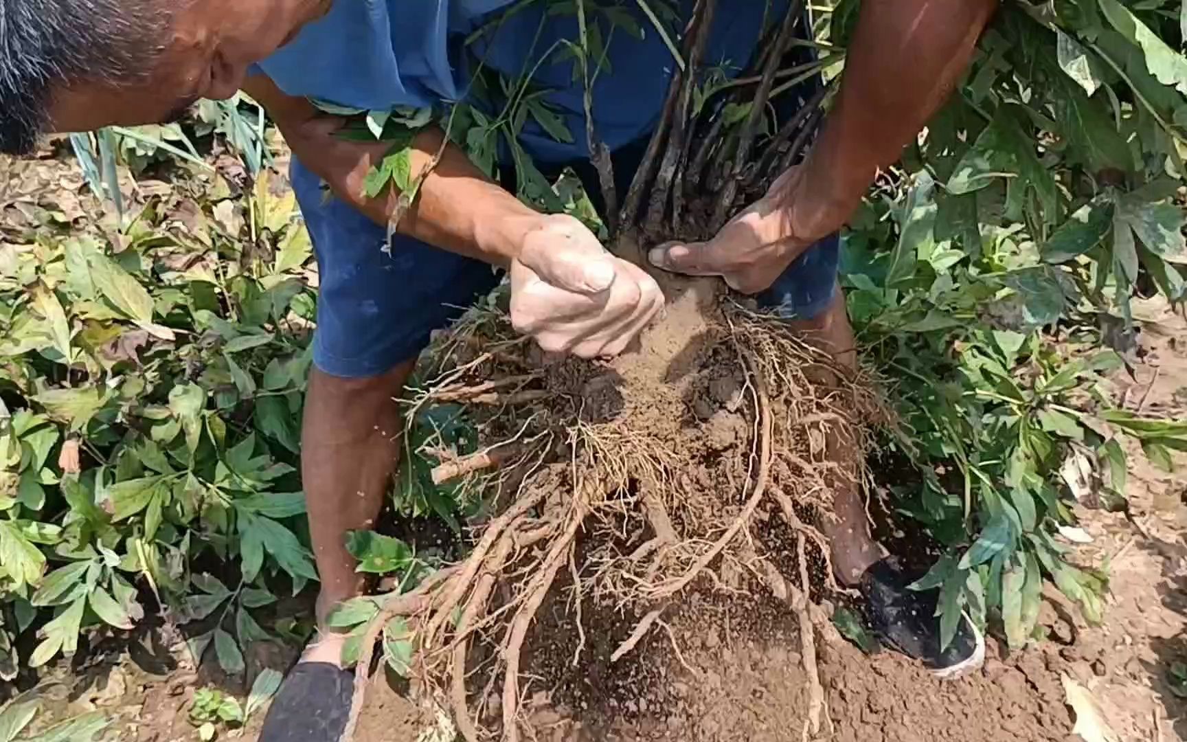 吉时已到开始起苗,荷包芍药牡丹的三者区别,状态和种植不一样,新手必看哔哩哔哩bilibili