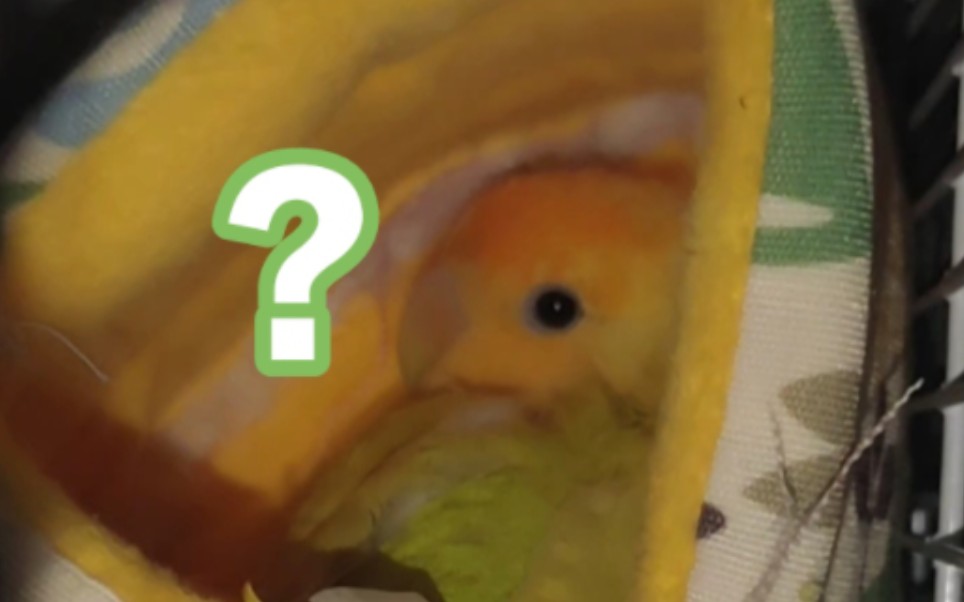 张怀民!醒着吗怀民!