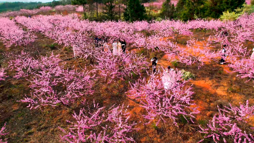 三月桃花开,临武南强镇十字铺桃花开啦
