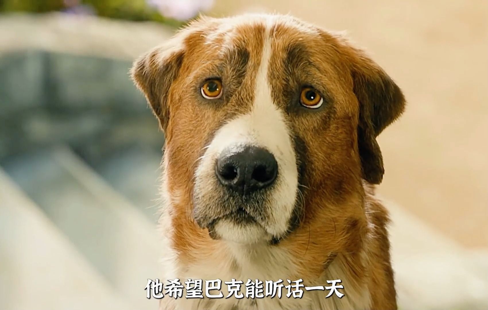 巴克犬种图片