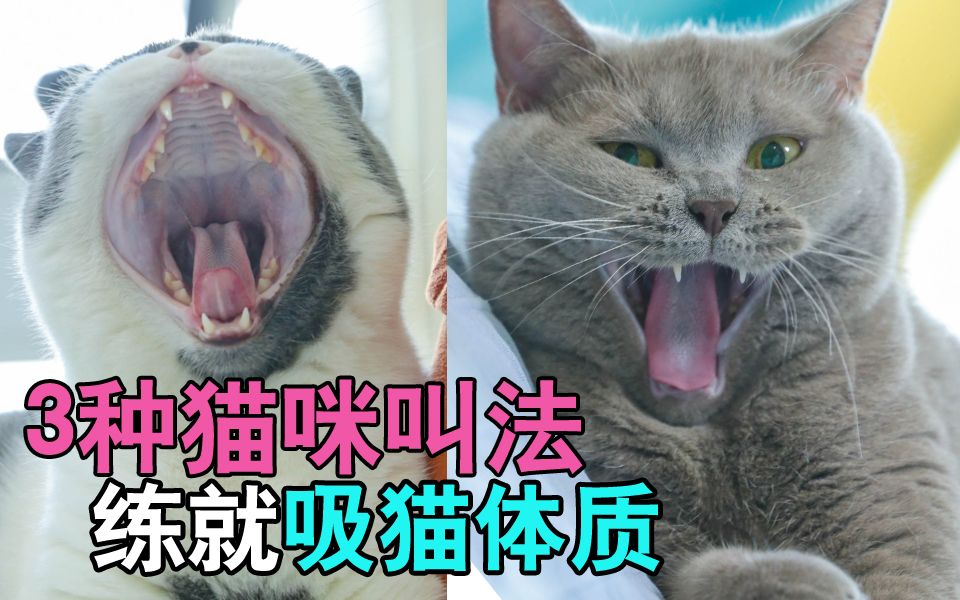 [图]分享3种正经猫咪叫法！别再“喵喵喵”了！没猫理你的！