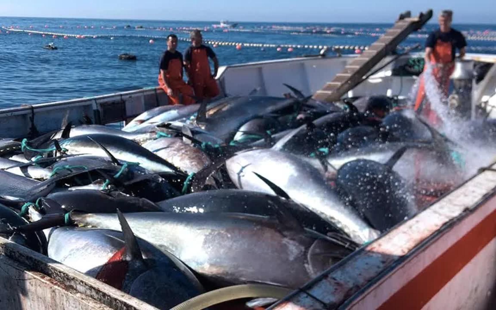 国外大型金枪鱼捕捞现场,一网捕获上百条百公斤金枪鱼,场面壮观