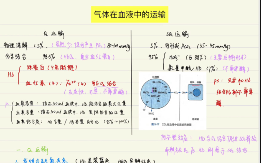 生理——气体在血液中的运输哔哩哔哩bilibili