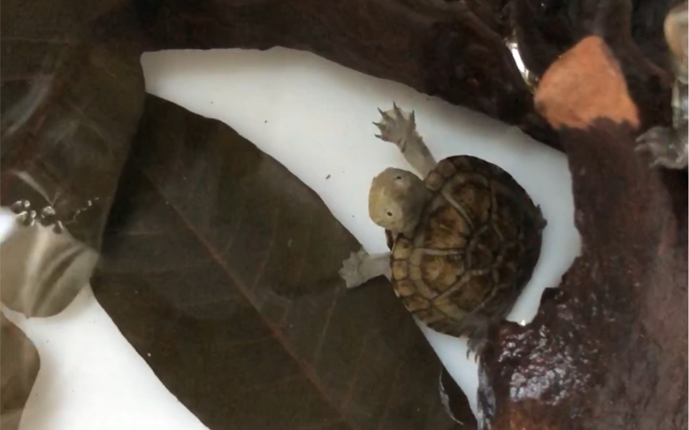 新龟视频哦白化珍珠鳖白皮大花钻还有两只很好看的白唇