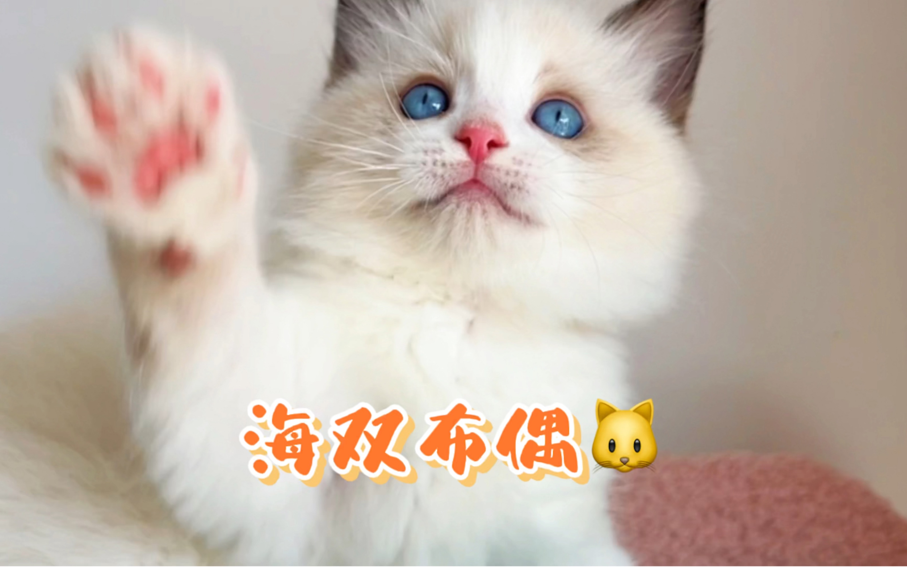 色块影响会影响布偶猫的价值吗?今天教大家布偶猫如何分品?哔哩哔哩bilibili