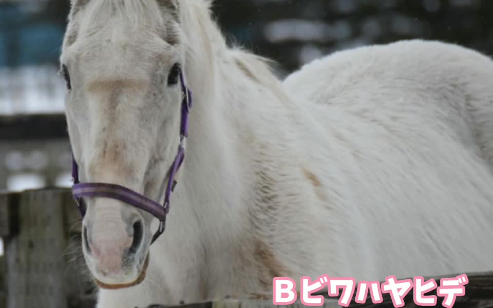 2018年的bnw琵琶晨光成田大进胜利奖券