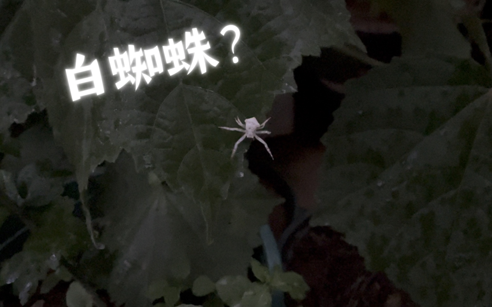 听到下雨,出去挪花,第一次看到这么白的蜘蛛,这是什么蜘蛛?