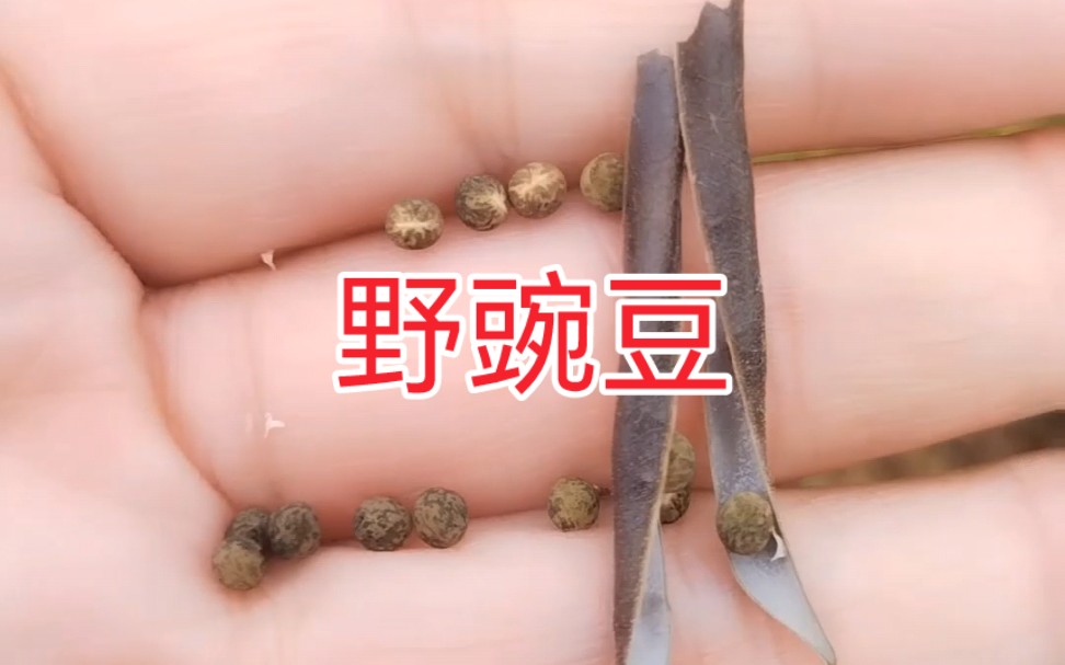 野豌豆为一年生或多年生草本植物,高度在1050厘米之间.其茎呈蔓生或攀缘状,多分枝,表面被有疏柔毛.叶子为羽状复叶,有小叶1对,呈椭圆形或披针...