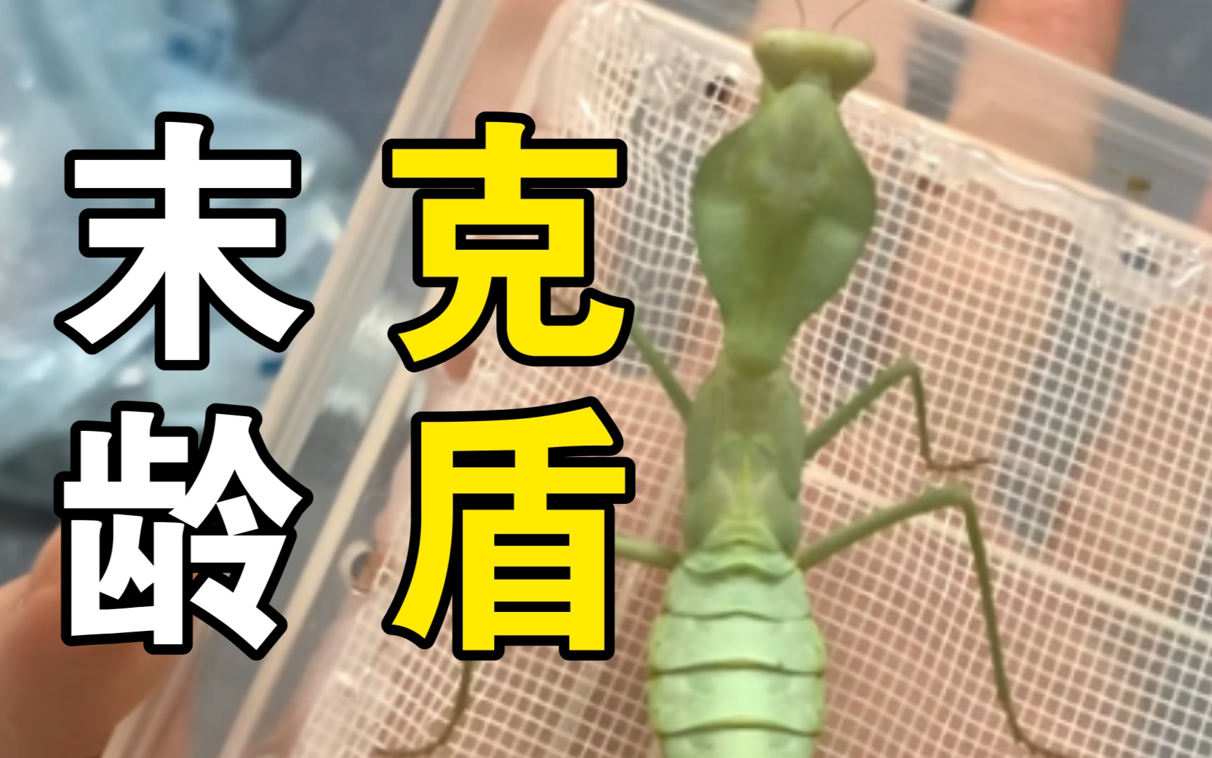 【克氏菱背螳】末龄克盾的体长以及捕食小点心