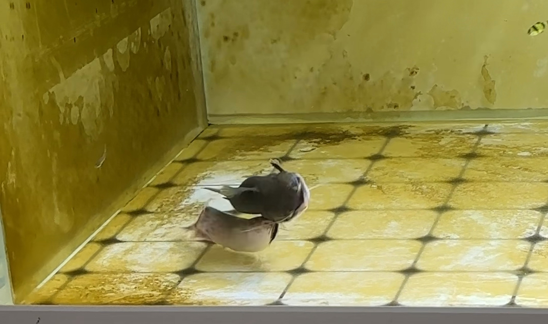 长吻电鲶vs合体帝大嘴鲸