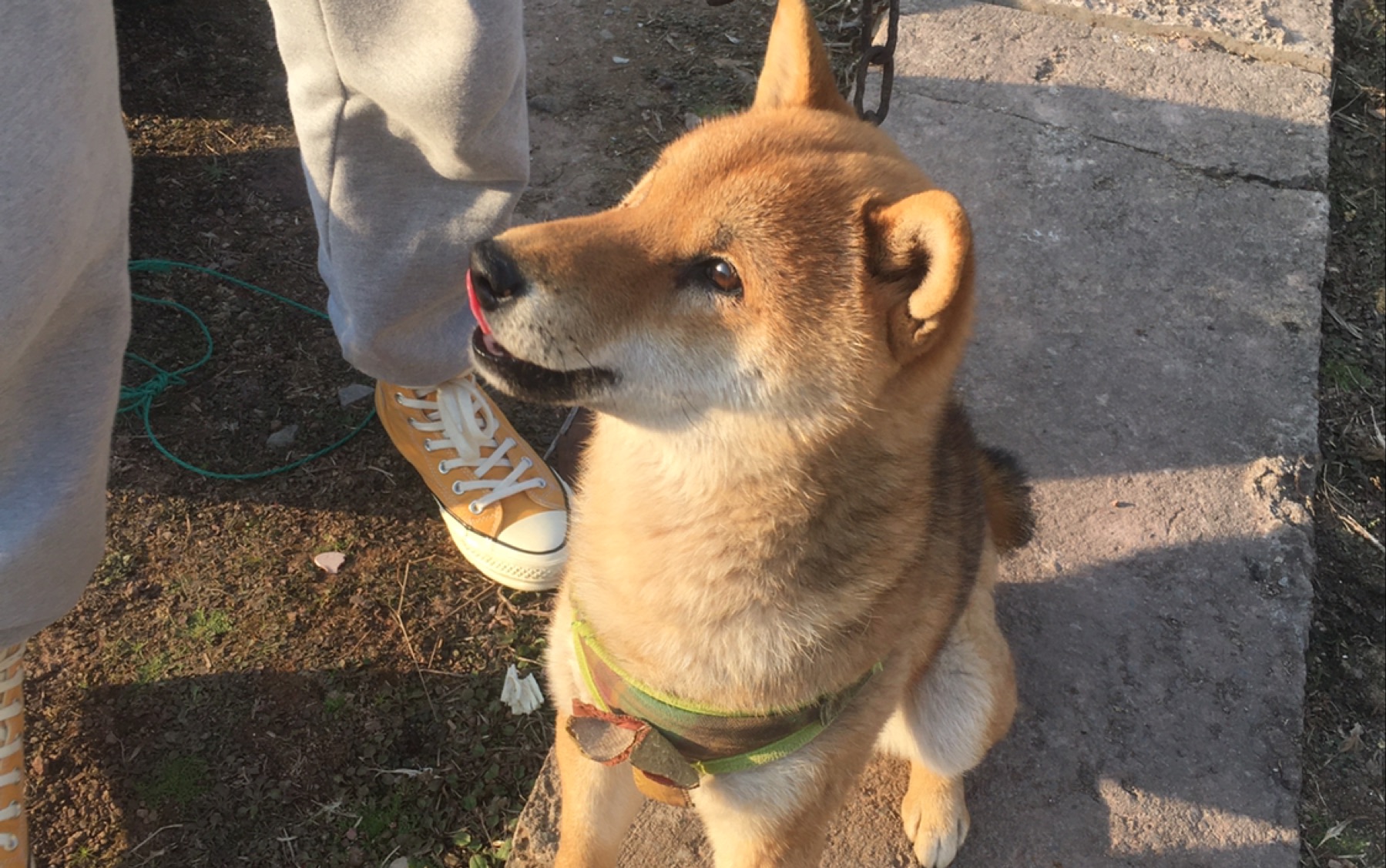 一起来看我家衣着可怜的柴哥8