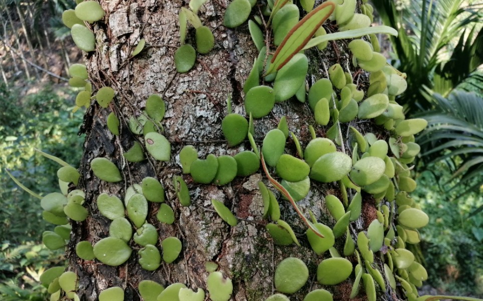 活动  又是一条农村增收致富路,30元1公斤的抱树莲.你们家乡有吗?