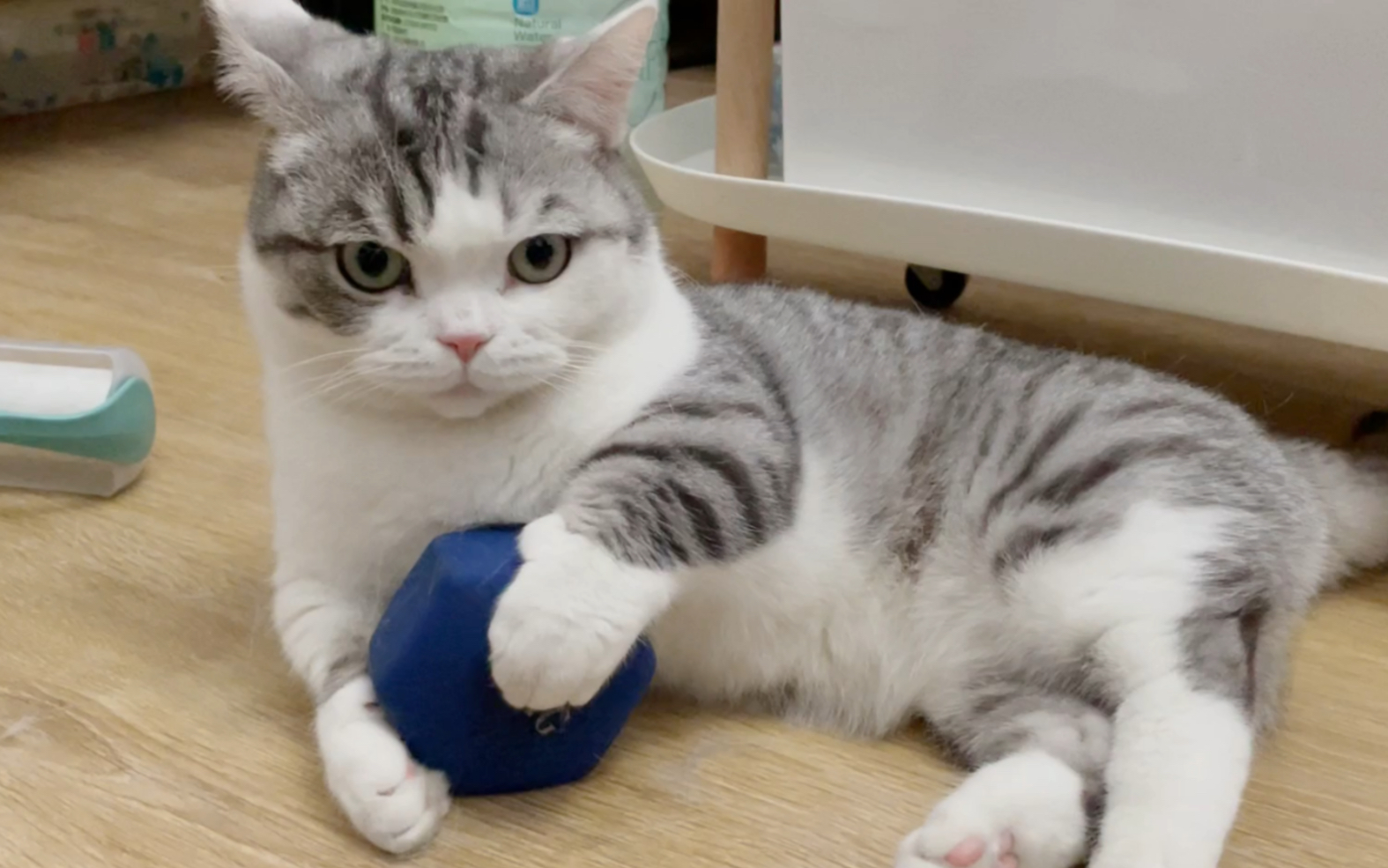 小臭猫哑铃健身