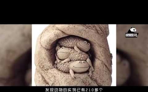 为揭石头里的千年蟾蜍之谜,地质学家把12只蟾蜍密封在石头里哔哩哔哩bilibili