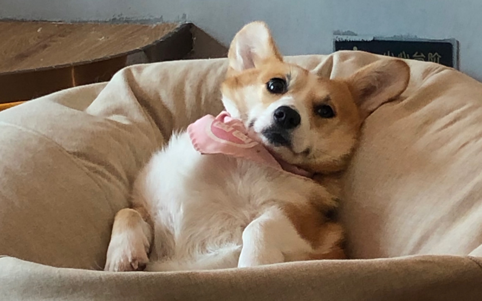 【花少北】九点钟之后她再说话就禁言她两天吧