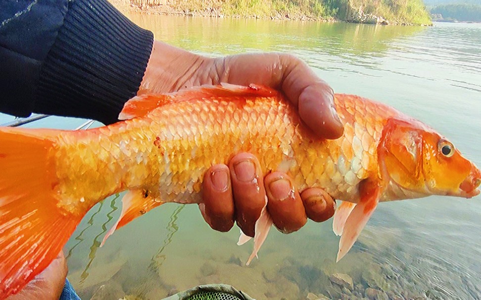 用这种饵钓到红鲤鱼鱼情再不好都不可能空军