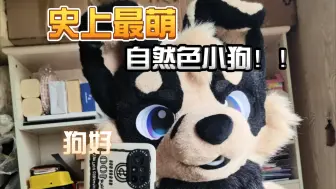 Download Video: 【fursuit兽装制作】是小狗味很浓的自然色狗宝宝ww