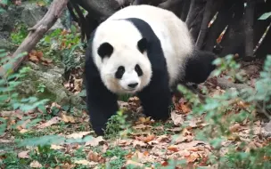 Télécharger la video: 囡囡 软绵绵圆嘟嘟 零食雷达已启动