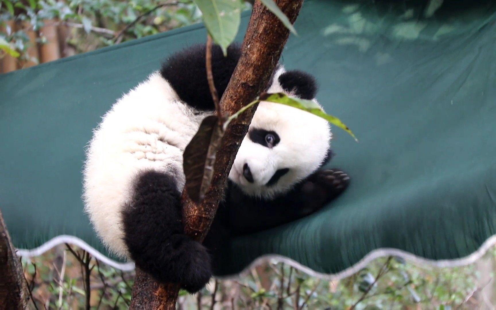 【大熊猫萌五】调皮的小五,努力爬到遮阳伞上,是想上天与太阳肩并肩