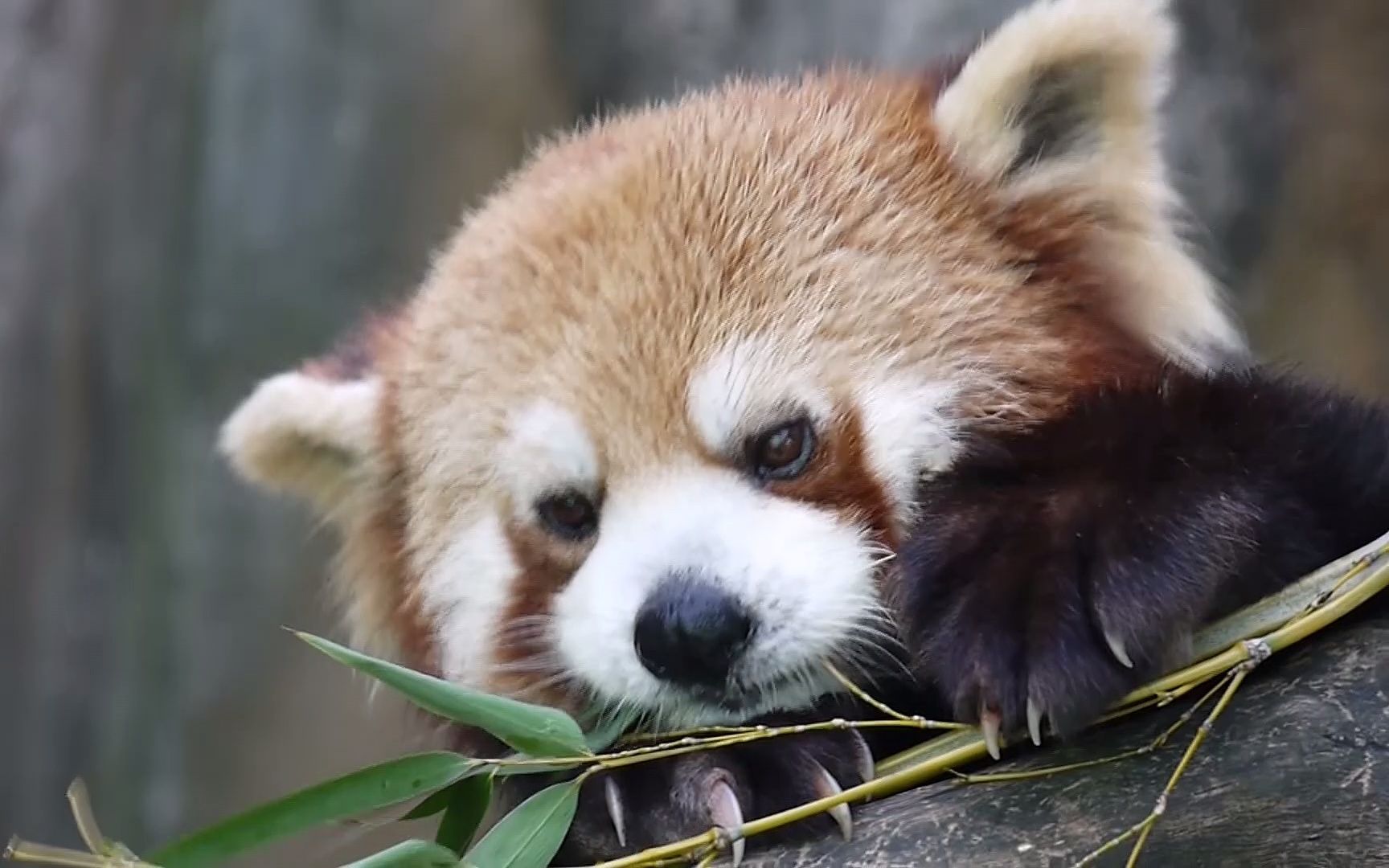 澶у渾鑴戠摐鍗楃摐鍚冪鍙躲愬皬鐔婄尗銆戠湅鍚冩挱鐨勫揩涔