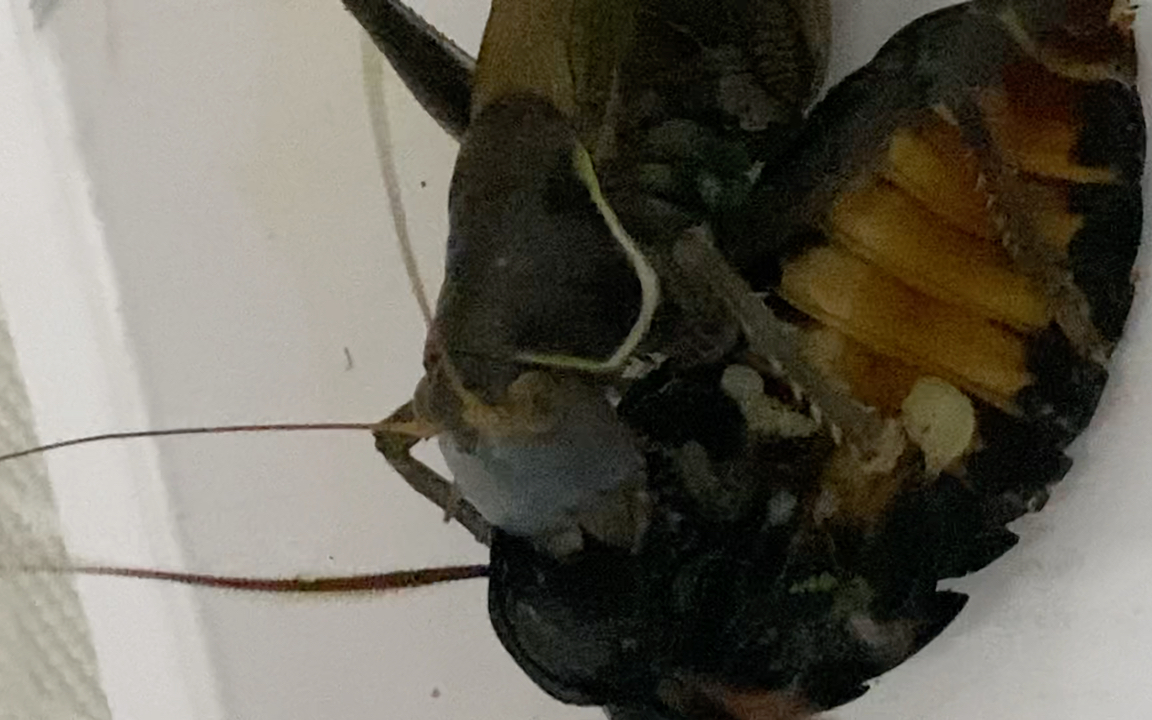 蝈蝈困难捕食成体大母马岛巨人蟑螂将近20分钟,一直不肯放弃