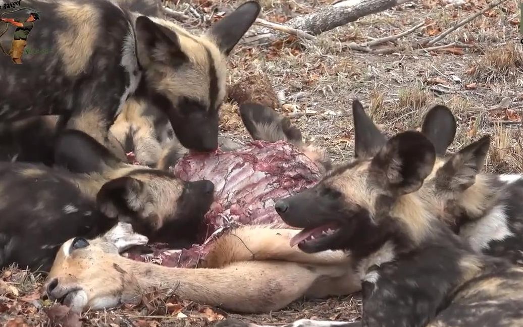 [知路baba]非洲野狗带着幼崽吃掉一头黑斑羚(油转)