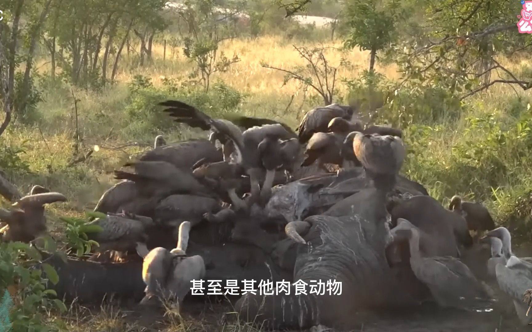 大象死亡在森林中,尸体被众人分食,场面壮观罕见