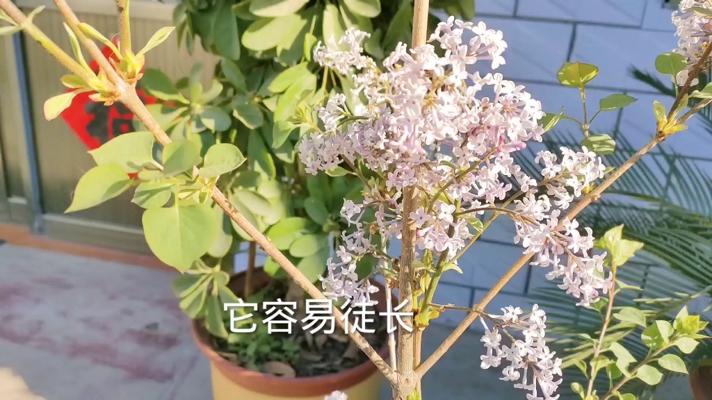 丁香花花期注意补水哔哩哔哩bilibili