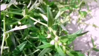 白花蛇舌草和水线草一模一样哦 农村很常见 别拔错了 哔哩哔哩 Bilibili