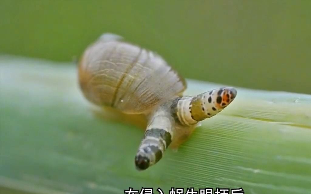 僵尸蜗牛摄影作品图片