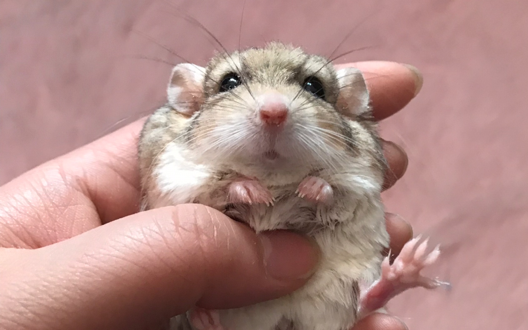 通心粉鼠给通通清理笼子啦