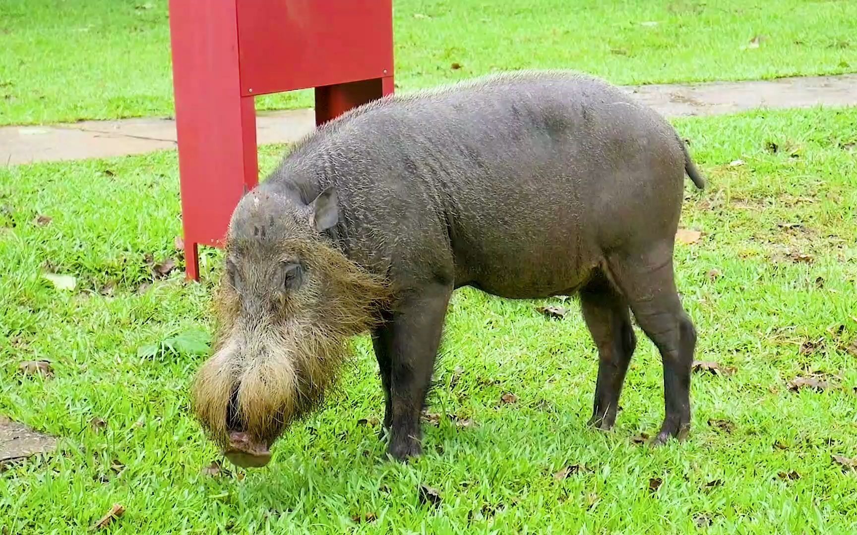 你一定没见过我吧,其实我就是长脸猪猪