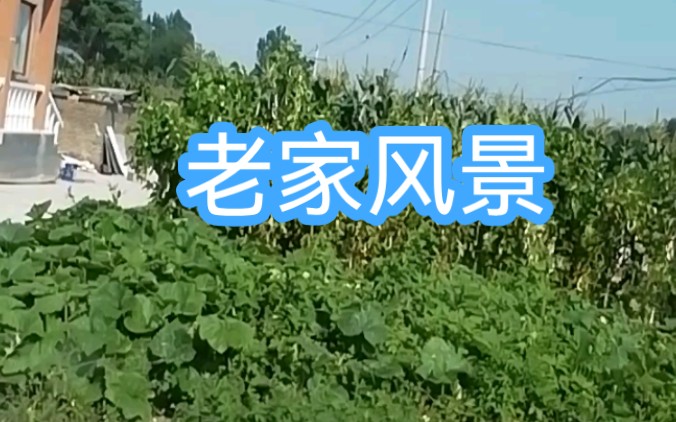 [图]随手一拍的老家风景