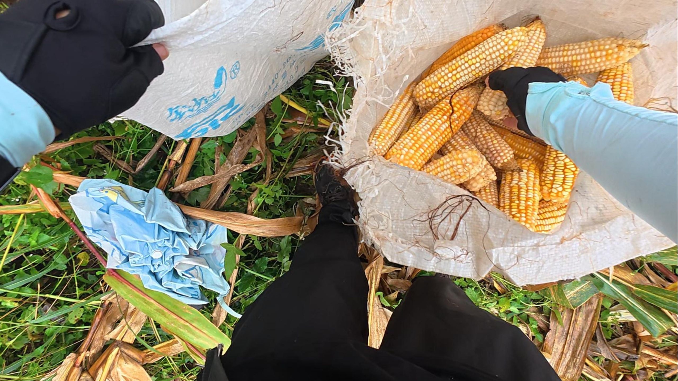 拿大疆去山上拍搬玉米的rj君