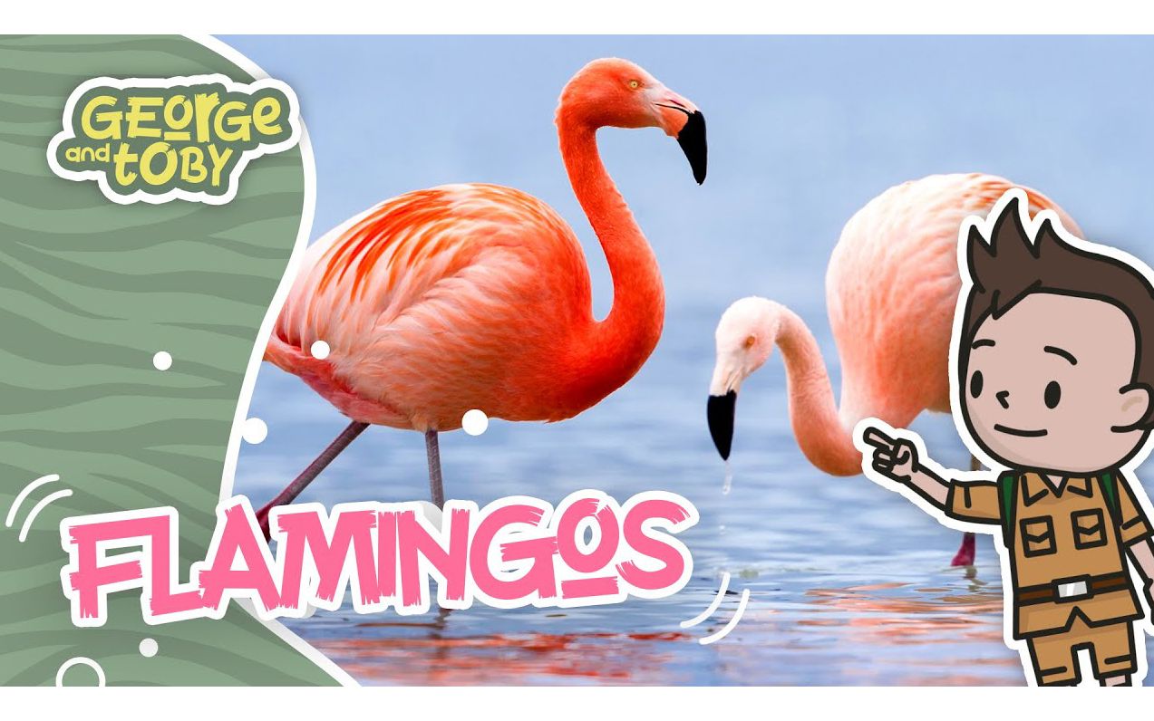 [图]Flamingo Facts for Kids ｜ George & Toby Wildlife Rangers ｜ Animal Facts For Kids