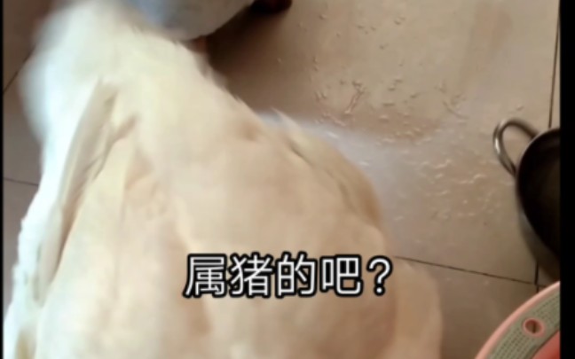 这鹅叫声太像猪了!