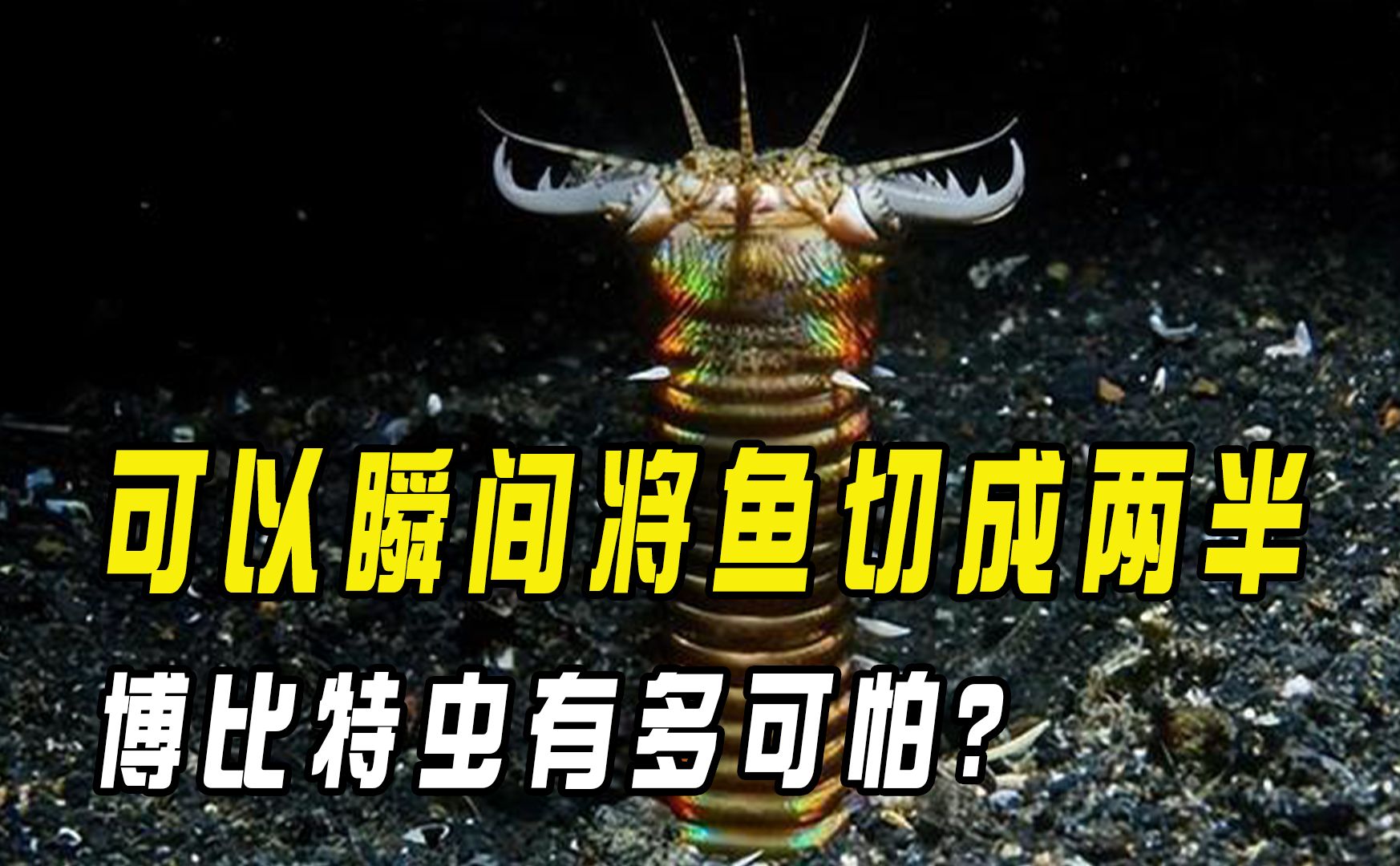 体长能长到3米,可以瞬间将鱼切成两半,博比特虫有多可怕?