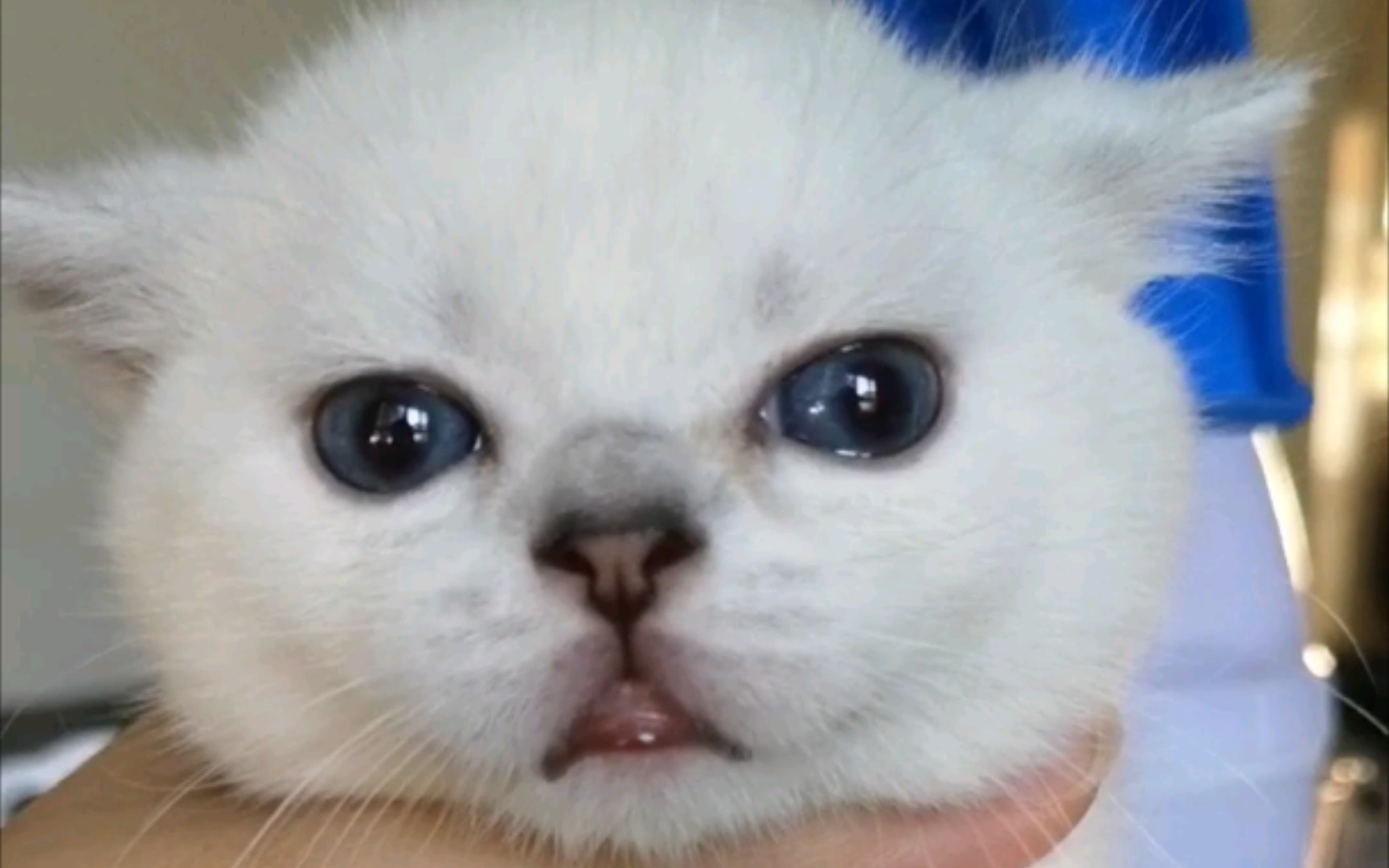 被绑架的小奶猫一脸平静:我就静静地看着铲屎的演戏