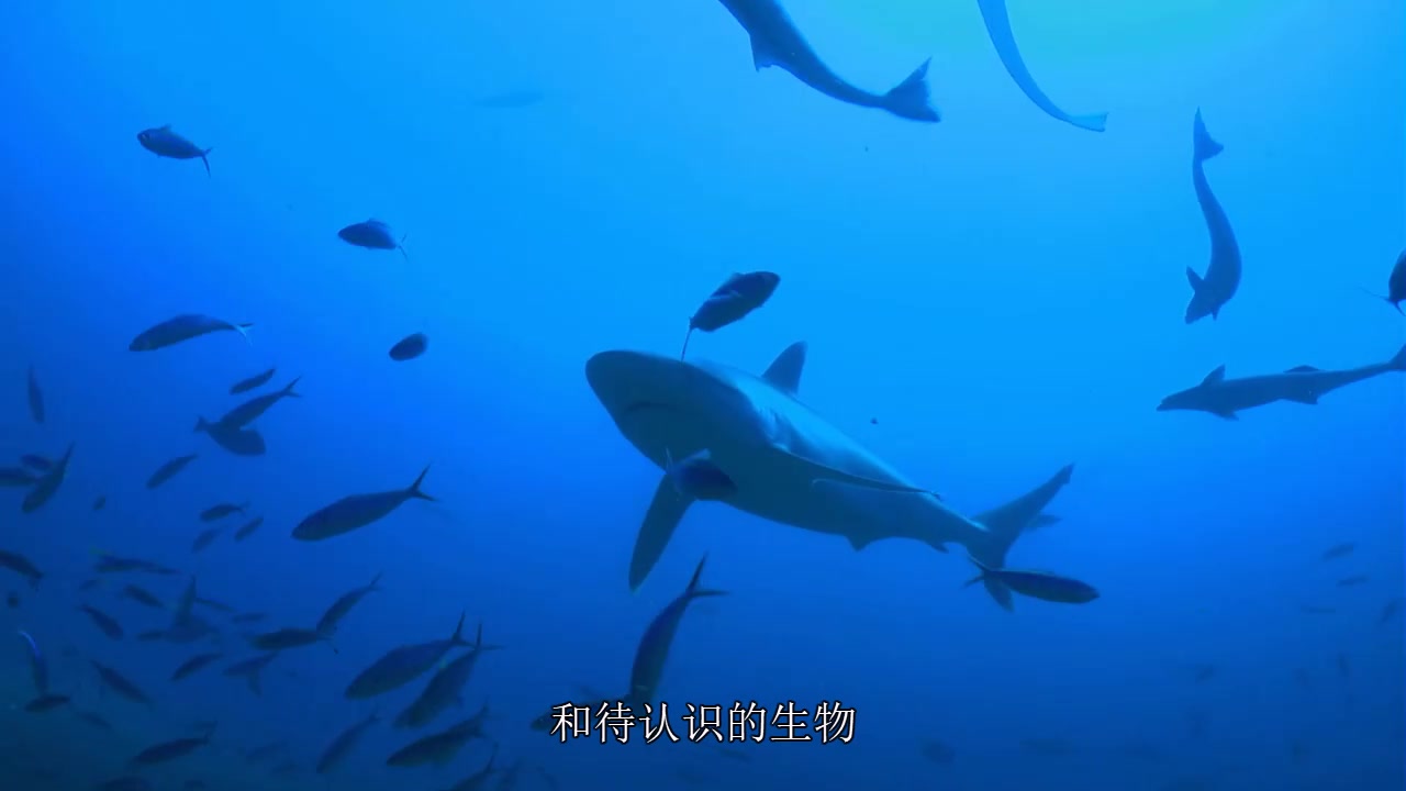 [图]生肉 中文字幕 S01E03 南美洲 South America 《七大洲奇幻碧海 The Magic Of The Big Blue》