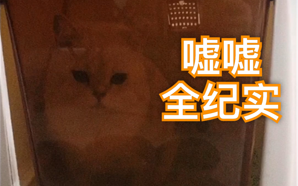 奶油猪嘘嘘全纪实(爱洗基摩猪尿尿记)哔哩哔哩bilibili