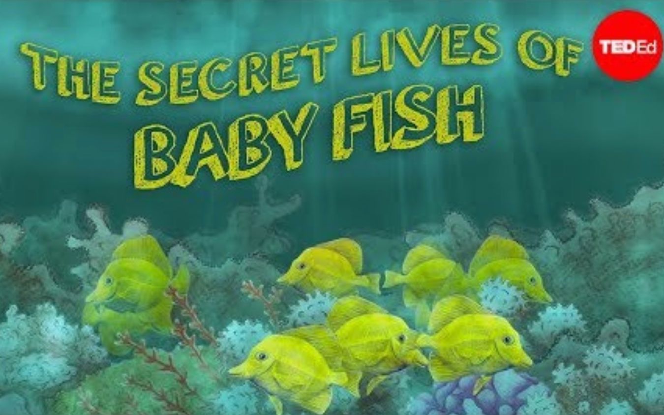 [图]【Ted-ED】鱼宝宝的秘密生活 The Secret Lives Of Baby Fish