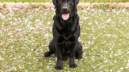 拉布拉多犬狗狗的价钱,你家的狗狗多少钱?每天更新犬种知识,敬请关注!哔哩哔哩bilibili