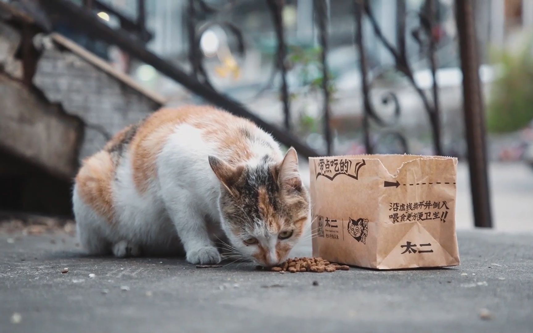 【太二何英俊】流 浪 猫 投 喂 日 记哔哩哔哩bilibili