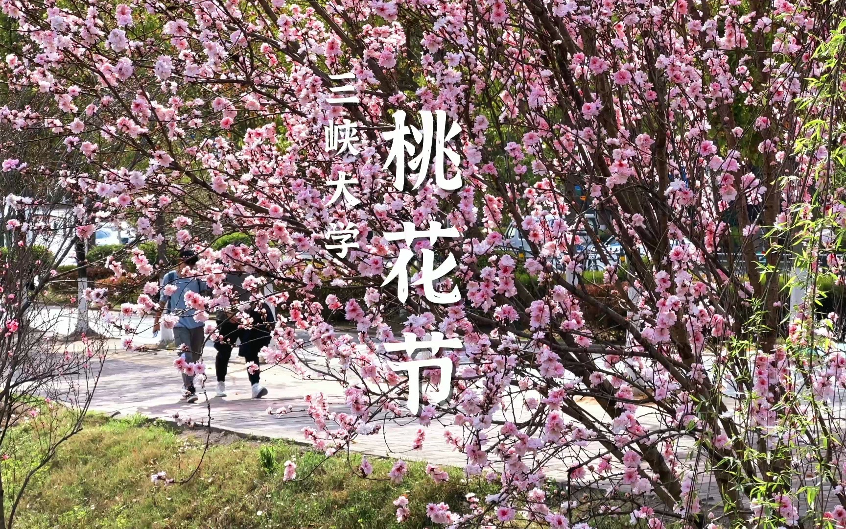 三峡大学桃花节