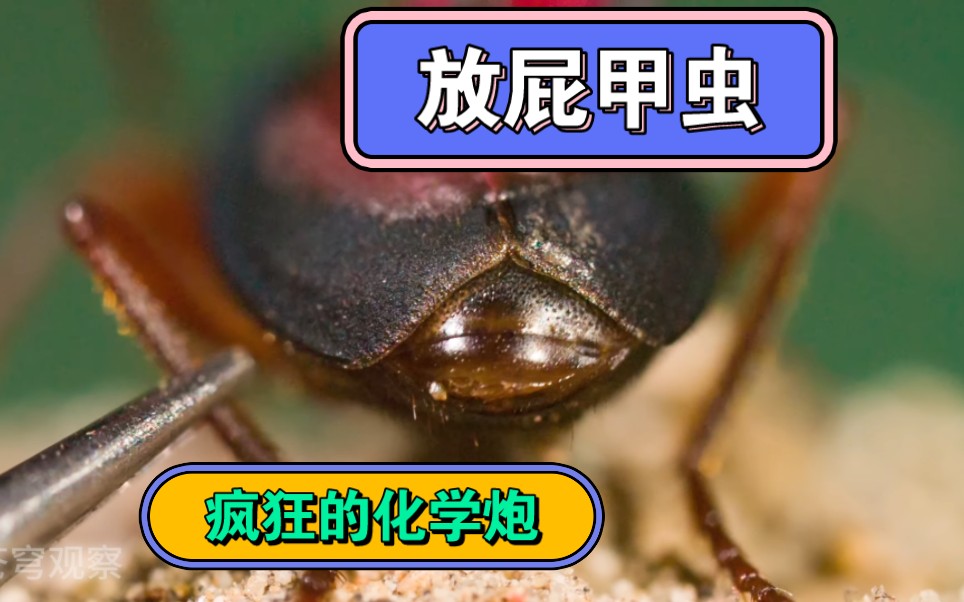 放屁甲虫及其疯狂的化学炮!