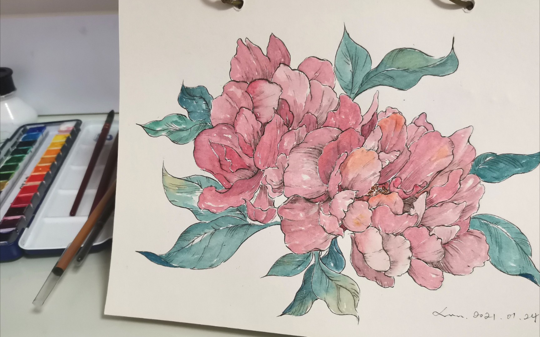 【钢笔淡彩】水彩花卉|牡丹